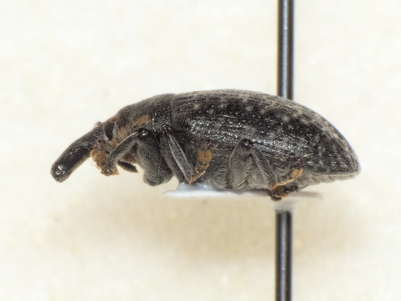 Larinus (Phyllonomeus) sturnus (Schaller, 1873)